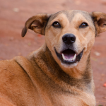 Porto Alegre fortalece proteção a cães comunitários por meio de cadastro oficial