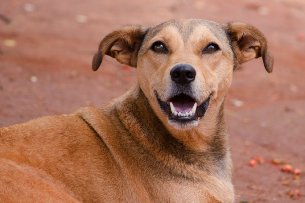 Porto Alegre fortalece proteção a cães comunitários por meio de cadastro oficial