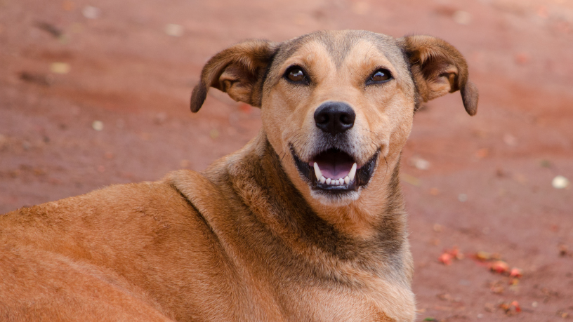 Porto Alegre fortalece proteção a cães comunitários por meio de cadastro oficial