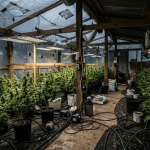 Descoberta de estufa clandestina em Porto Alegre evidencia desafios do combate ao cultivo ilegal